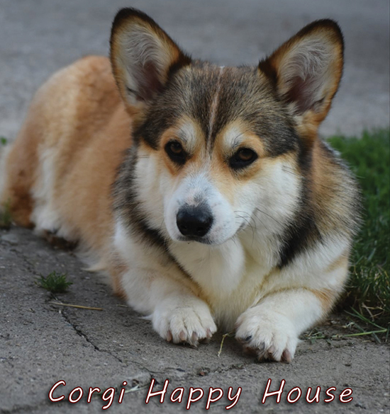 Corgi